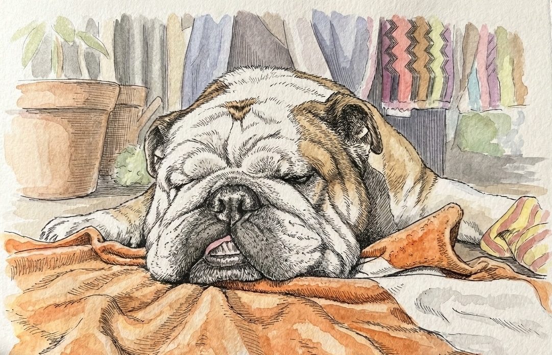 Digby asleep on an orange blanket, a plant and bookshelf behind him