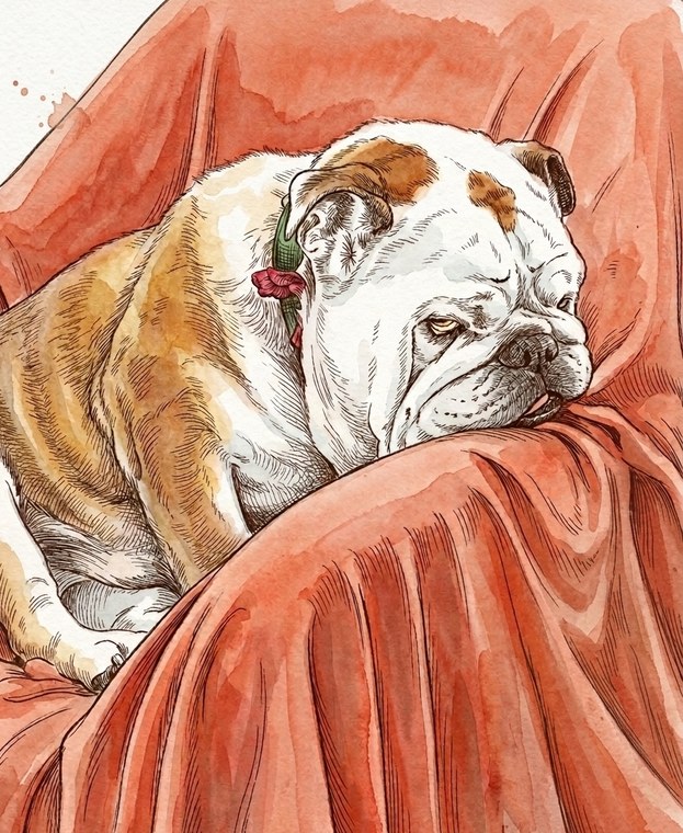 Digby resting, chin nestled in a soft throw